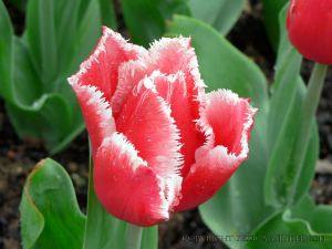 Red tulip flower with white-fringed petals
