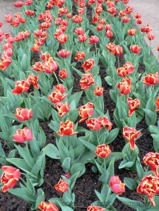 Yellow-edged red tulips in rows