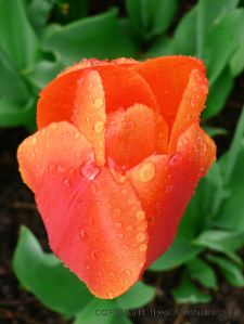 Orange tulip flower head with raindrops