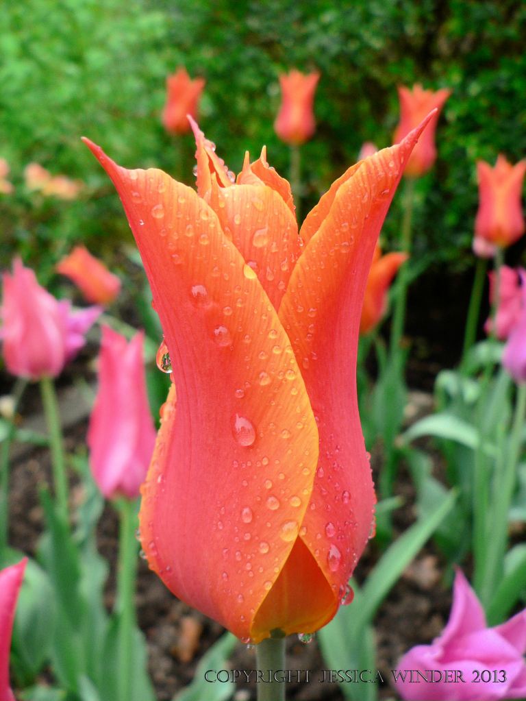 Pink and orange tulip flower