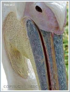 Close-up of pelican