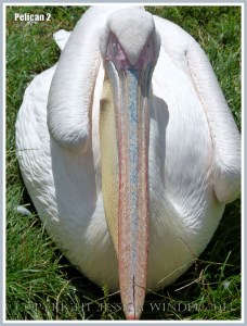 Pelican sitting down