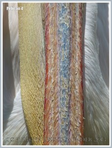 Close-up view of contrasting textures in a pelican