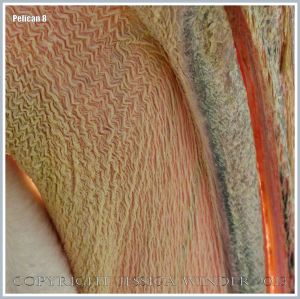Pelican close-up image showing textures of beak and pouch