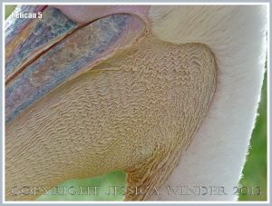 Close-up view of pelican