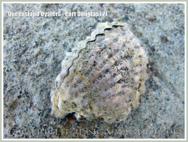 Individual living rock oyster at Port Douglas, Queensland, Australia. Possibly Saccostrea mordax.