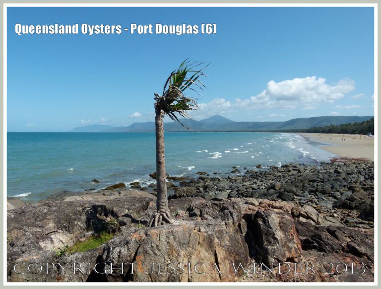 View looking south along Three Mile Bay, Port Douglas.