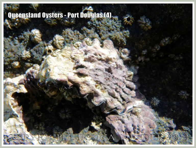 Group of Rock Oysters, Saccostrea sp. at Port Douglas.