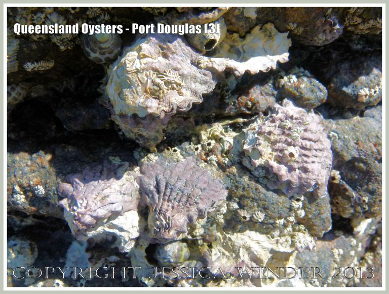 Group of Rock Oysters, Saccostrea sp. at Port Douglas.