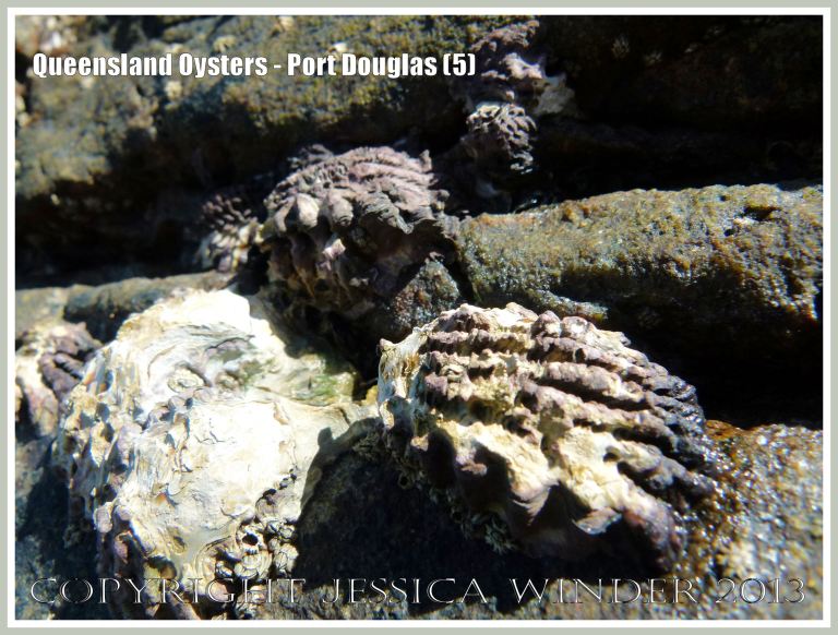 Group of Rock Oysters, Saccostrea sp. at Port Douglas.