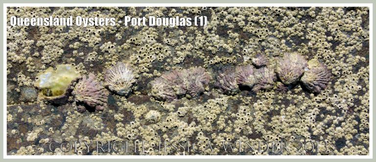 Row of wild oysters growing on barnacle-covered rock.