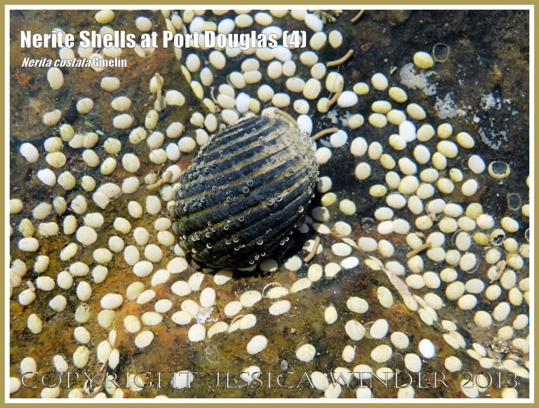 Individual Nerite Shell in thin film of water.