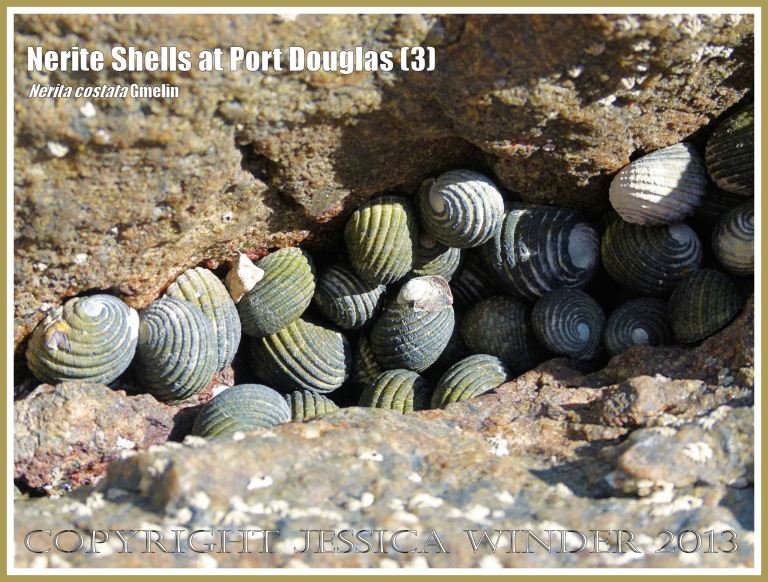 Dry Nerite Shells in a rock crevice at low tide