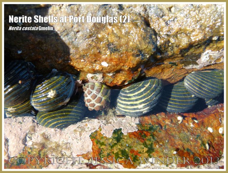 Mostly Nerite Shells (Nerita costata Duclos) in a part-submerged rock crevice