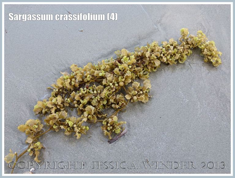 Seaweed on the sand at Cape Tribulation, Queensland, Australia
