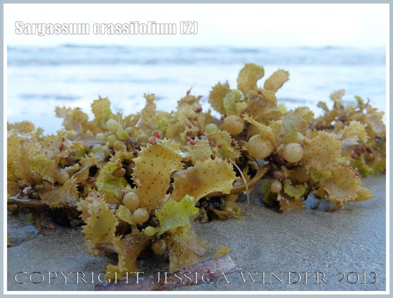 Seaweed on the sand at Cape Tribulation, Queensland, Australia