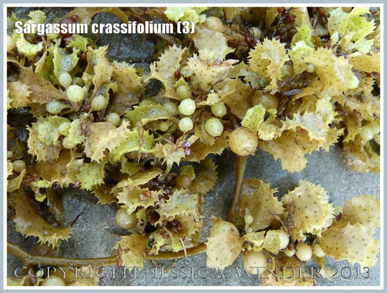Seaweed on the sand at Cape Tribulation, Queensland, Australia