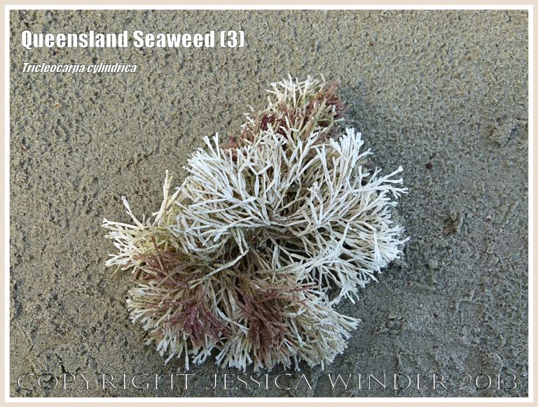 Calcareous seaweed on the beach at Cape Tribulation
