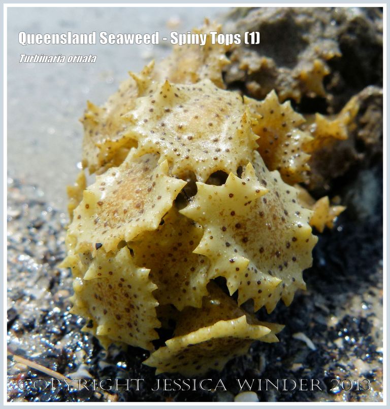 Spiny Tops seaweed on coral washed ashore on sandy beach.