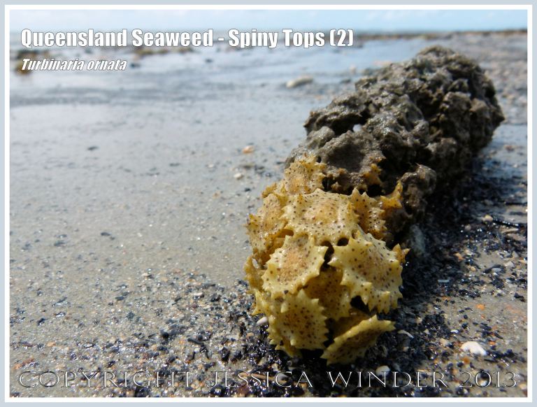 Spiny Tops seaweed on coral washed ashore on the Queensland coast.