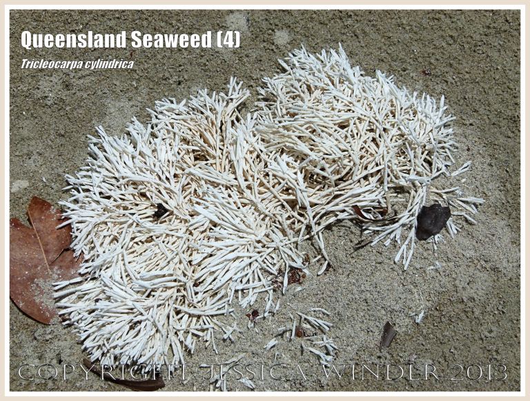 Calcareous red seaweed bleached totally white on the sandy beach at Cape Tribulation.