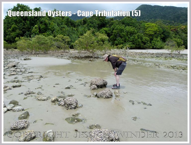 Rock Oysters growing on boulders at Cape Tribulation, Queensland