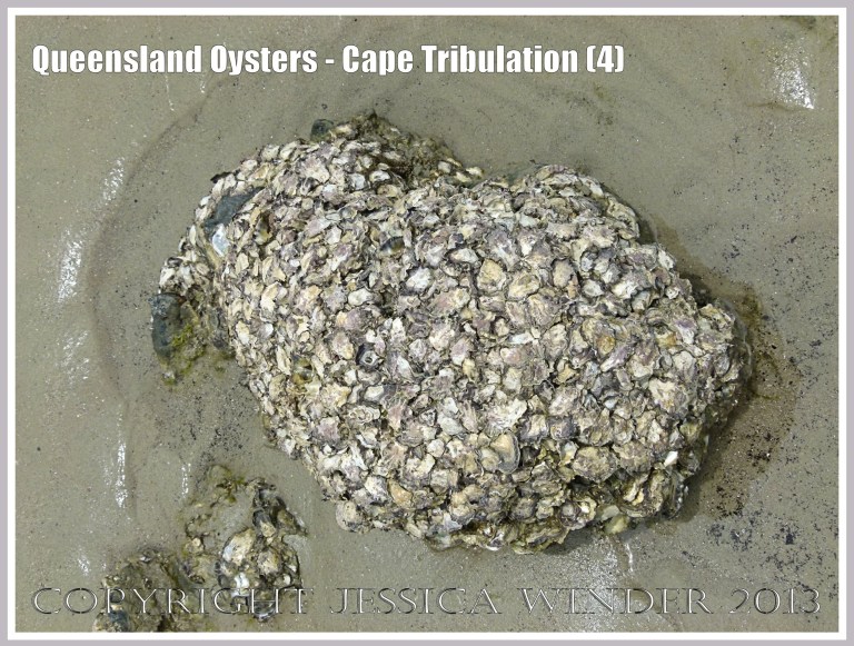 Rock Oysters growing at Cape Tribulation, Queensland