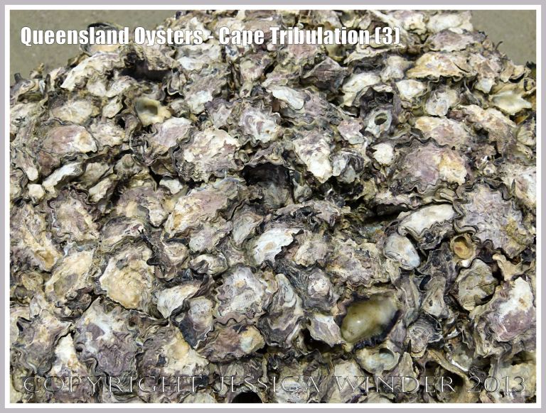 Rock Oysters growing at Cape Tribulation, Queensland