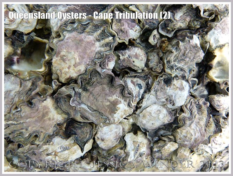 Rock Oysters growing at Cape Tribulation, Queensland