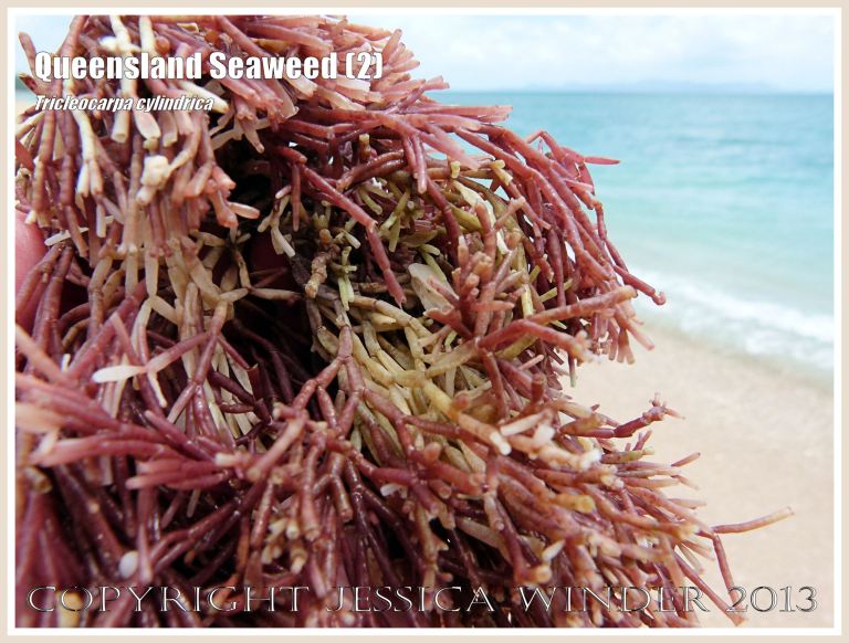 Close-up of red calcareous seaweed at Normanby Island, part of the Frankland Island group, off the coast of Queensland.