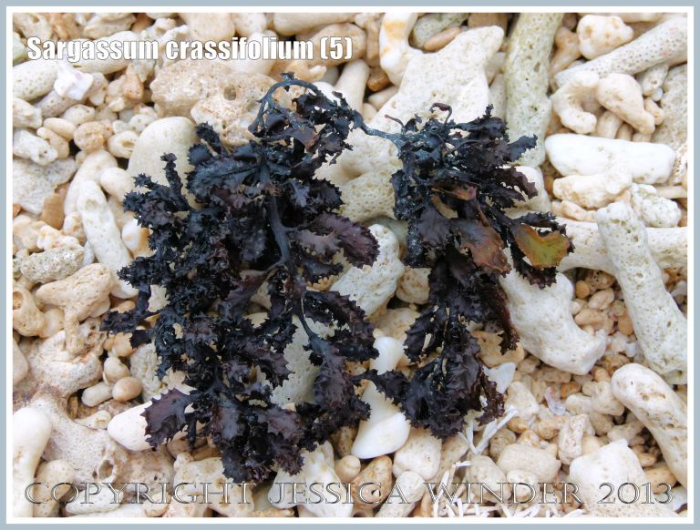 Dried dark seaweed found on the coral beach at Normanby Island off the Queensland Coast, Australia.