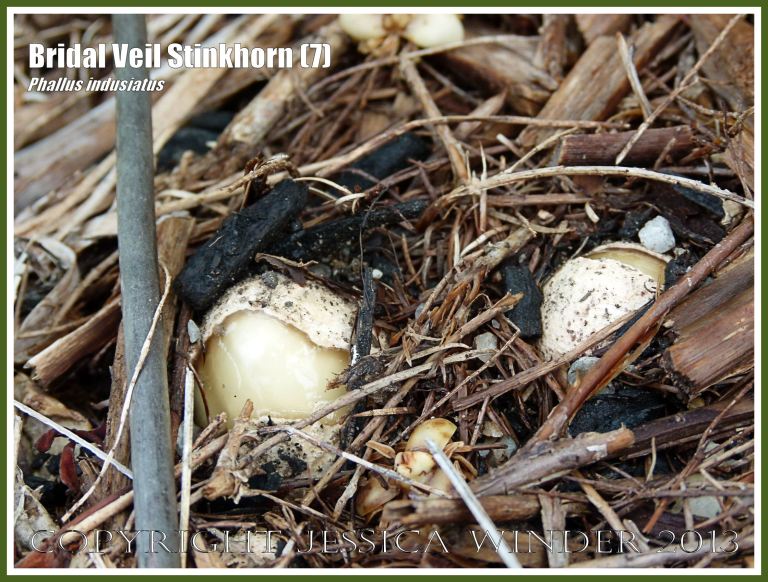Phallus indusiatus growing on the roadside.