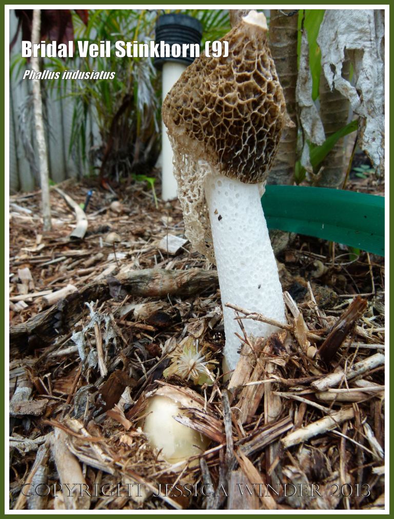 Phallus indusiatus growing on the roadside.