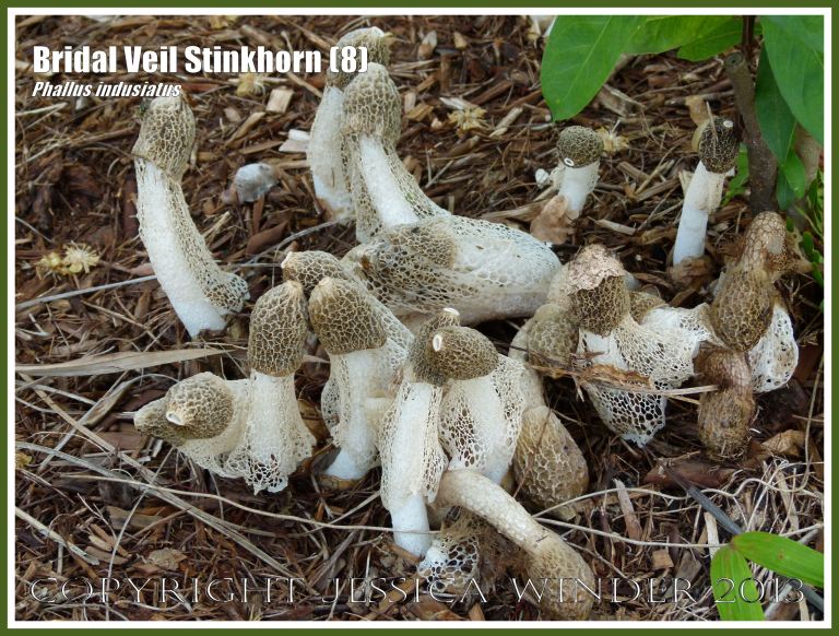 Phallus indusiatus growing on the roadside.