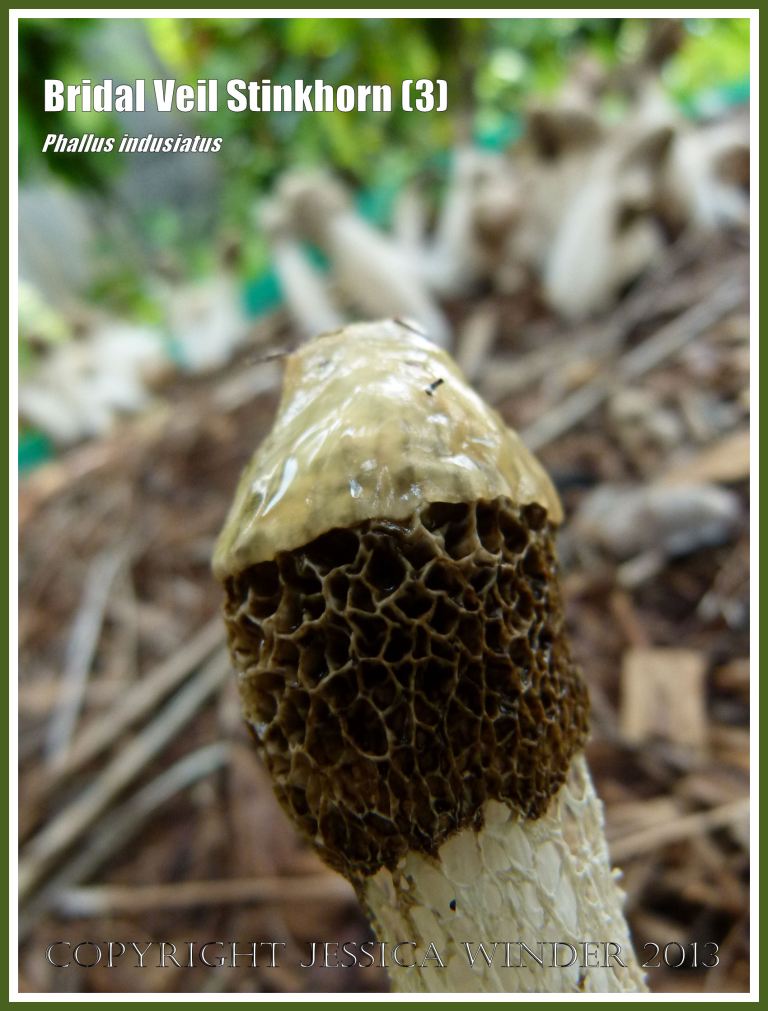 Phallus indusiatus growing on the roadside.