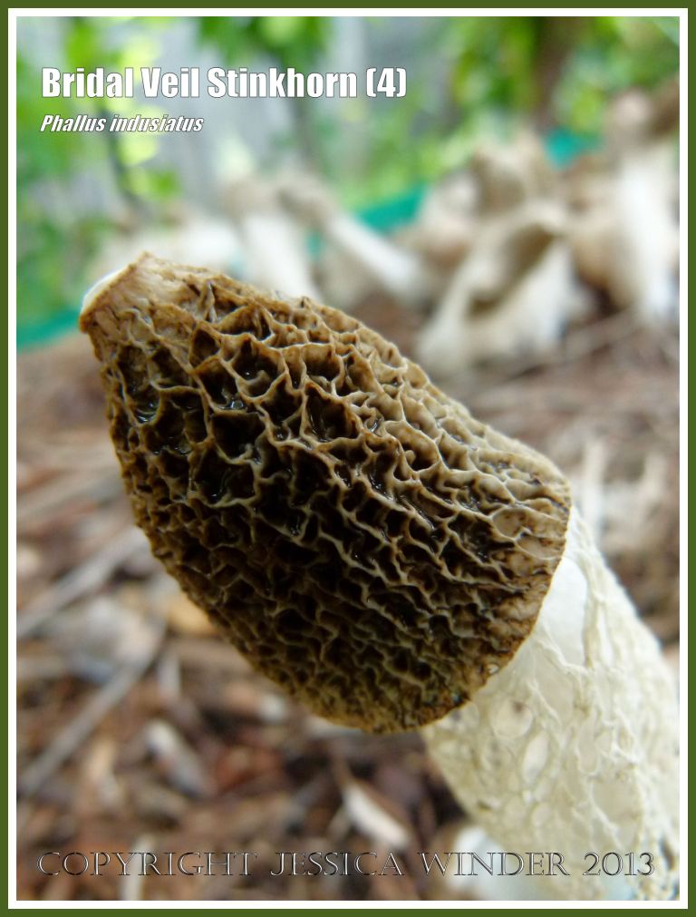 Phallus indusiatus growing on the roadside.