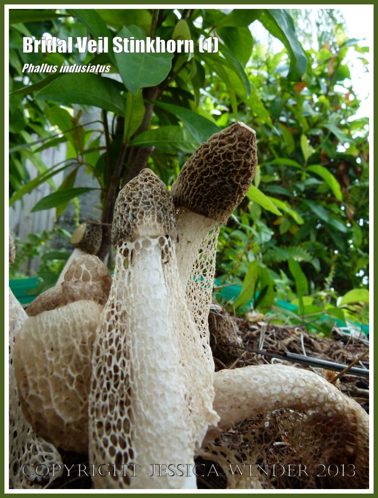 Phallus indusiatus growing on the roadside.