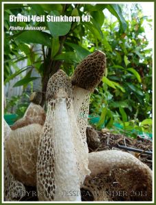 Phallus indusiatus growing on the roadside.