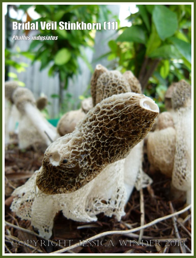 Phallus indusiatus growing on the roadside.
