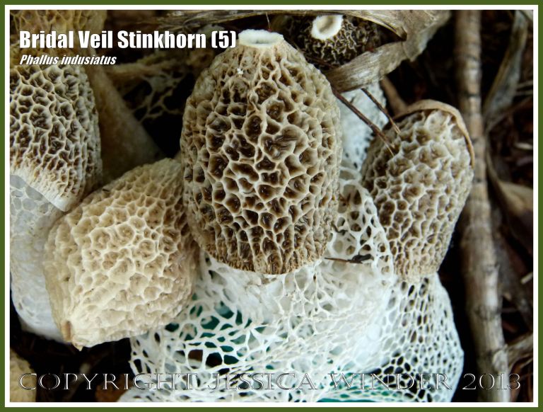 Phallus indusiatus growing on the roadside.