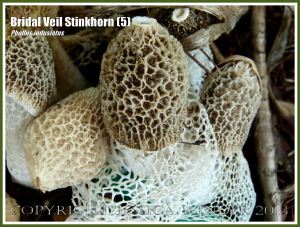 Phallus indusiatus growing on the roadside.