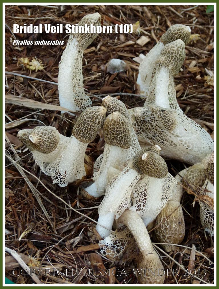 Phallus indusiatus growing on the roadside.