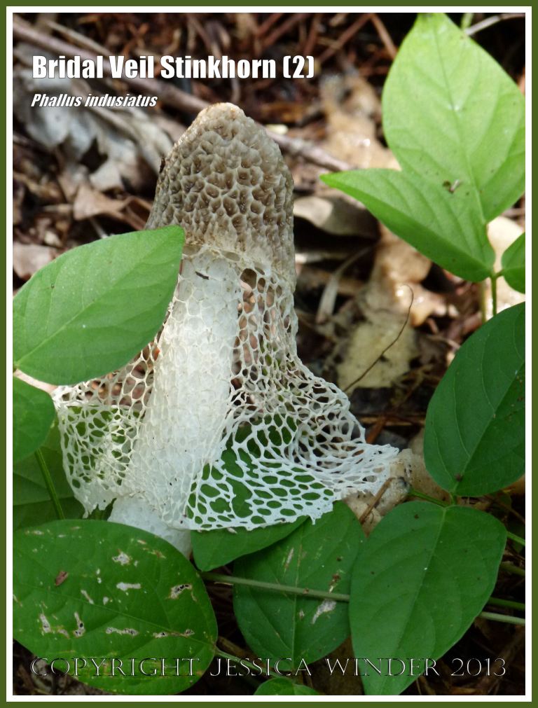Phallus indusiatus growing on the roadside.