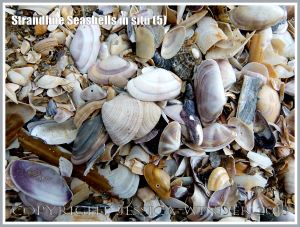 Common British seashells on the strandline