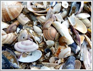 Common British seashells on the strandline