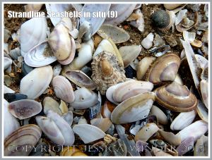 Common British seashells on the strandline