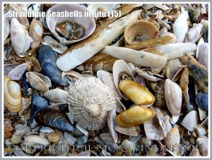 Common British seashells on the strandline