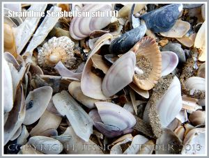 Common British seashells on the strandline