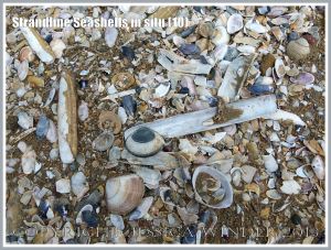 Common British seashells on the strandline