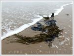 Umbrella washed up with seaweed as flotsam on the beach
